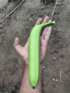 Natural Fresh Banana Fruit, Form : Whole, Packaging Size : 10 Kg)