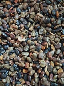 Natural Butterfly Pea Flower Seeds, Packaging Type : Pastic Packet