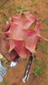 Natural A Grade Dragon Fruit, Packaging Size : 25-50kg