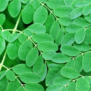 Green Moringa Leaves