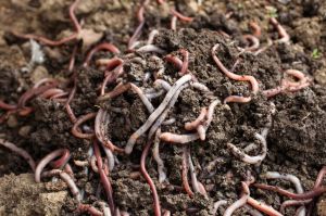 vermicompost
