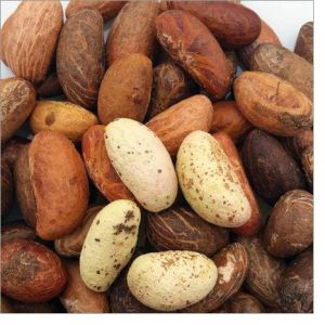 Organic Bitter Kola Nuts, Color : Brown, Packaging Type : Tin