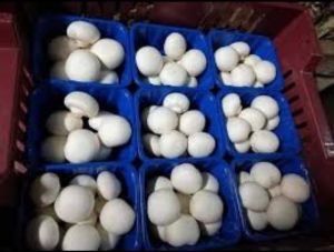 Fresh Button Mushroom