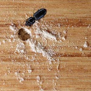 Wood Borer Control Service
