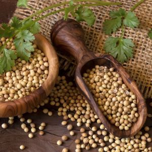Natural coriander seeds, Packaging Size : 25Kg, 50Kg 9%