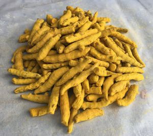 Polished Turmeric Finger, Color : Yellow, Packaging Size : 25-50kg