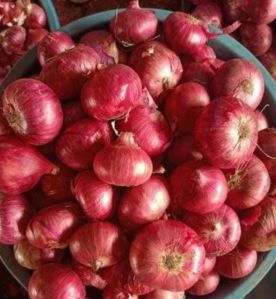 Fresh Onions, Color : Red 35-75MM