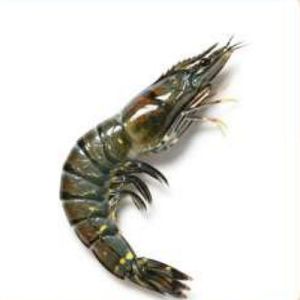 Frozen Black Tiger Shrimp