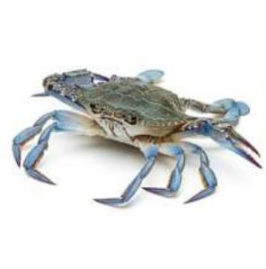 Frozen Blue Swim Crab