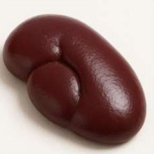 Frozen Buffalo Kidney