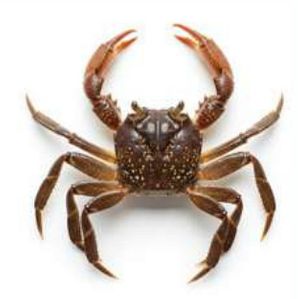 Frozen Crucifix Crab