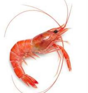 Frozen Pink Metapenaeus Monoceros Shrimp