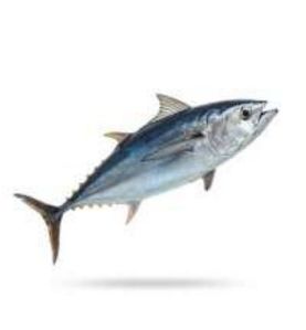 Frozen Skip Jack Tuna Fish