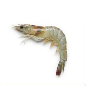 Frozen Vannamei Shrimp