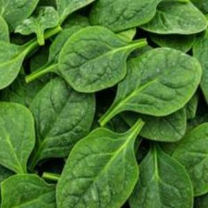 IQF Whole Spinach