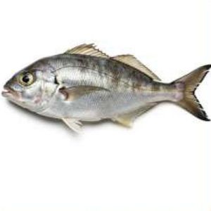 Leather Jacket Frozen Fish