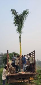 Royal Bottle Palm Plant