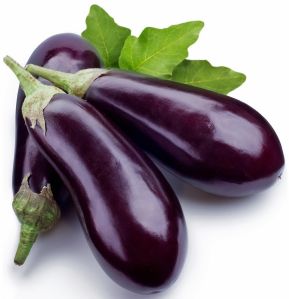 Fresh Brinjal, Color : Purple, Packaging Type : Loose for Cooking