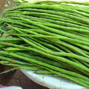 Natural Fresh Green Drumstick, Packaging Type : Net Bag