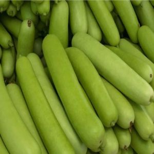 fresh bottle gourd