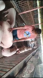 Live Stock Farm Pig, Gender : Unisex, Packaging Type : White