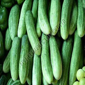 A Grade Fresh Cucumber