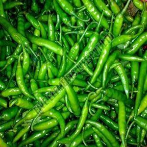 A Grade Fresh Green Chilli, Packaging Type : Bag for Cooking