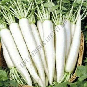 A Grade Fresh Radish, Color : White