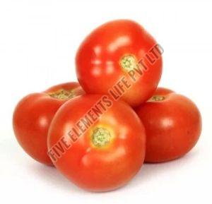 A Grade Fresh Red Tomato for Cooking, Salads, Garnishing