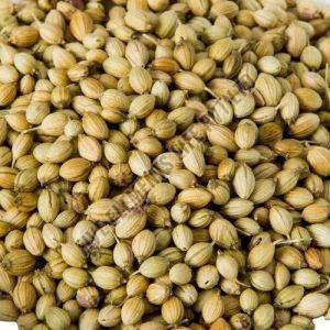 Dried Coriander Seeds, Color : Brown, Packaging Type : Sealed Bag