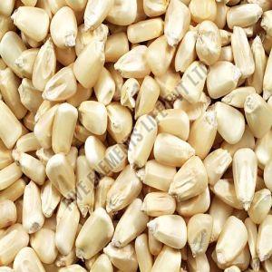 White Corn Seeds, Packaging Type : Bag