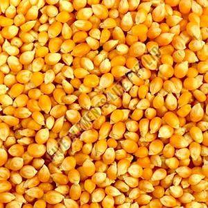 Yellow Corn Seeds, Packaging Type : Bags