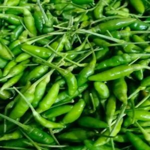 A Grade Fresh Kanthari Chilli Very Small, Conical