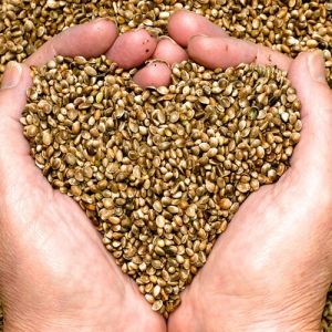 Hemp Seed