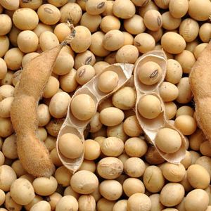 Organic Soybean Seeds