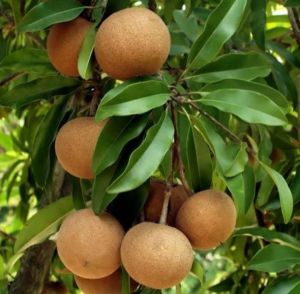 Natural Fresh Brown Sapodilla, Shape : Round