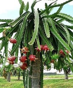 dragon fruit dragon fruit