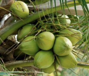 tender coconut tender coconut