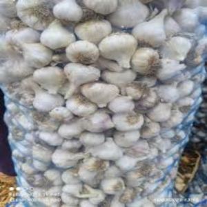 Common a Grade Garlic, Packaging Type : Net Bags for Cooking