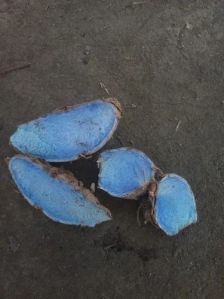 Black Turmeric Finger