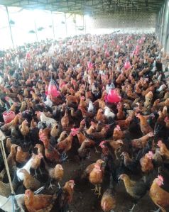 Live Country Chickens, Age : 5 Months for Poultry Farming, Restaurant