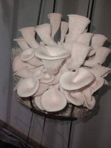 Kerala Organic Fresh Oyster Mushroom, Packaging Size : 150g White