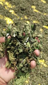 Mulberry Leaf Extract