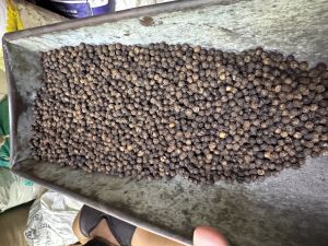 Sv Organic black pepper, Packaging Size : 50Kg, 30