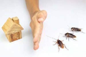 Cockroaches Pest Control
