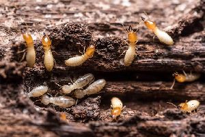 Termite Pest Control Service