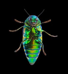 Wood Borer Control Service