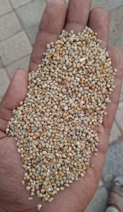 Hybrid Bajra Seed
