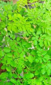 Organic Moringa, Packaging Type : Green for Medicine, Cosmetics