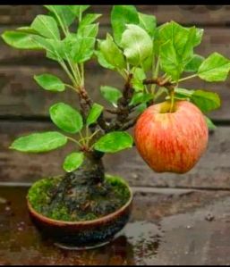 Apple Plants